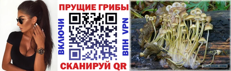 Галлюциногенные грибы GOLDEN TEACHER  купить наркотик  Кизилюрт 